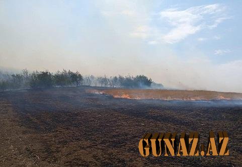 Yardımlı meşəsində yanğın başladı