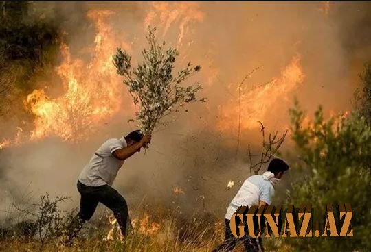 Keçmiş PKK üzvü: “Türkiyədə ağaclara PKK-nın əmrilə od vururlar”