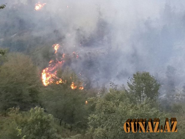 Qaxda meşədə yanğın başlayıb