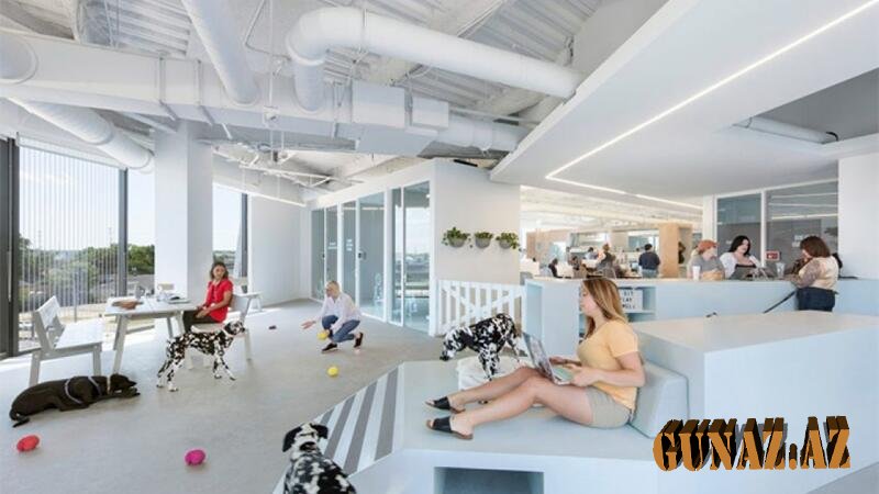Heyvanlar üçün yeni ofis hazırlanır