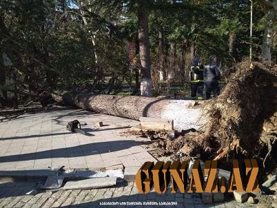 Güclü külək Gürcüstanda da fəsadlar törədir