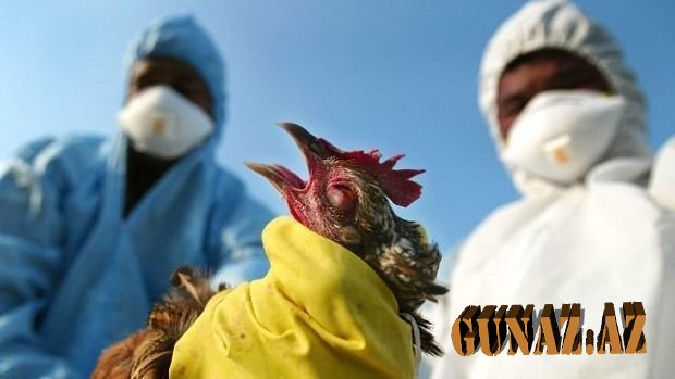Bu ölkədə quş qripi aşkarlandı