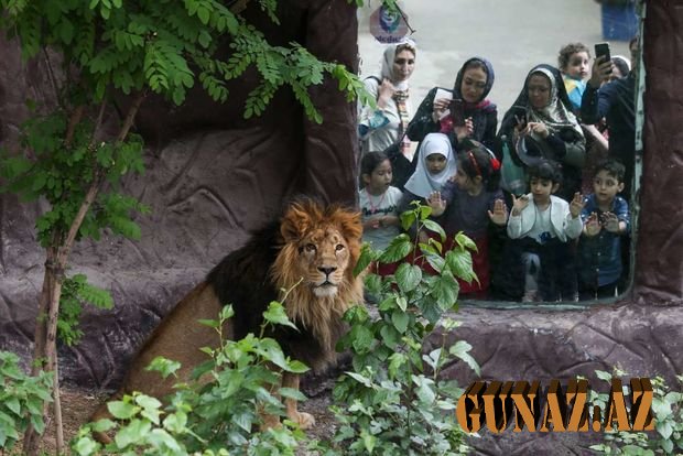 DƏHŞƏT- Şir zooparkın əməkdaşını öldürdü