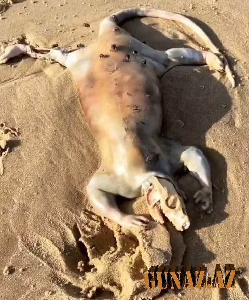 Avstraliyada naməlum məxluqun qalıqları tapıldı