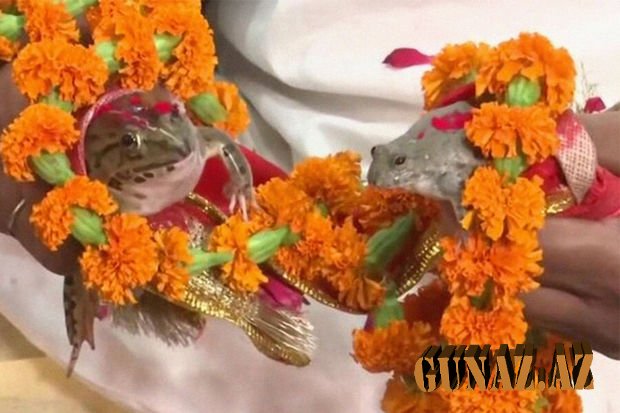 Hindistanda maraqlı inanc- Qurbağaları evləndirirlər çünki...