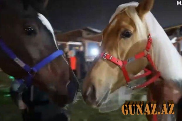 Türkiyədə maraqlı hadisə- Atlar üçün xına gecəsi keçirildi