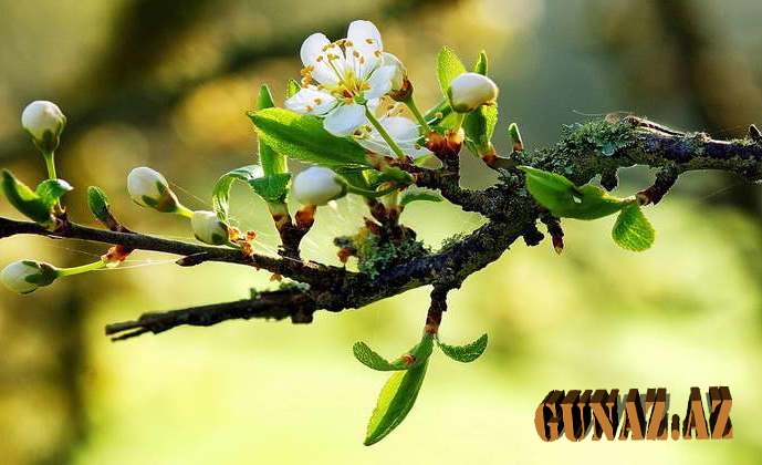 Sabah temperatur 23 dərəcəyə yüksələcək