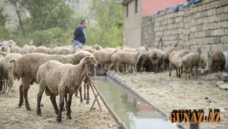 Qurban bayramında neçə gün iş olmayacaq?