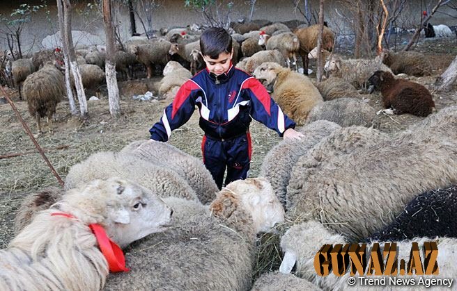 Bayram gəlir, qurbanlıq heyvanlar neçəyədir?