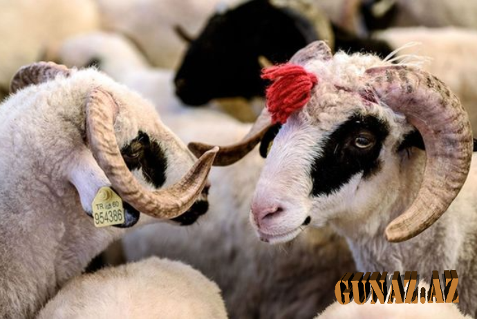 Bazarda qurbanlıq qoyunların qiymətləri necədir?- VİDEO