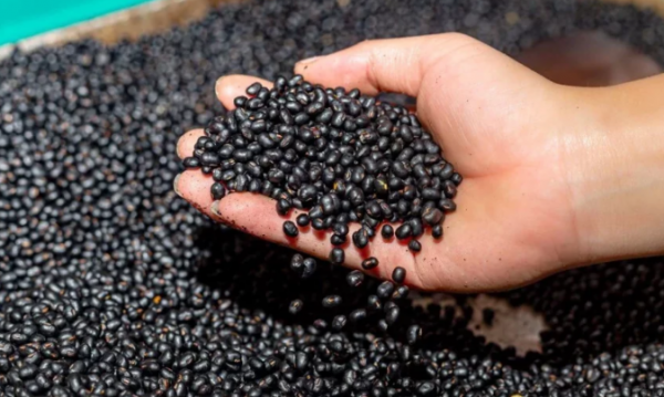 Sağlam arıqladır, güclü protein mənbəyidir