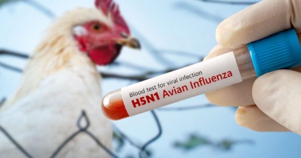 Luiziana ştatında H5N1 quş qripindən ilk insan ölümü qeydə alınıb