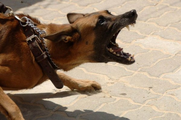 Xırdalanda sahibsiz itlər problemi hələ də çözülməyib