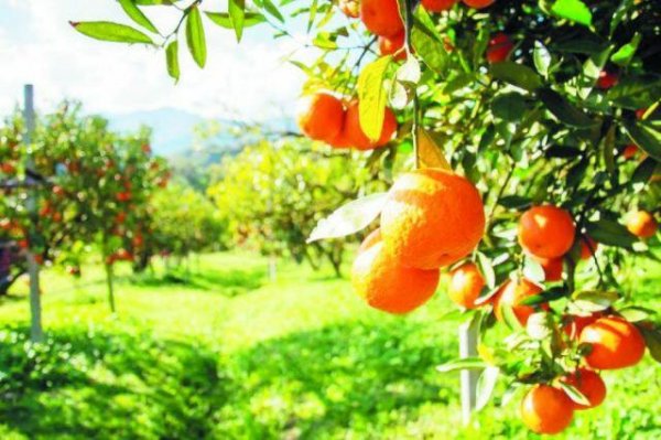 Portağal və naringinin tərkibindəki nadir tapıntı