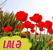 Lalə dərənləri 12 milyon cərimə gözləyir