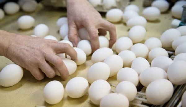 Kənd yumurtası ucuzlaşdı