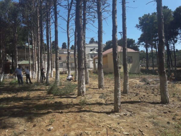 Bakıda ağaclar kəsildi: təbiətə 30 minlik ziyan dəydi