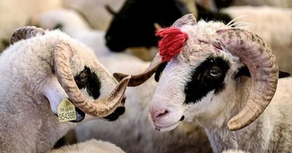 Bu il qurban kəsmək neçəyə başa gələcək?