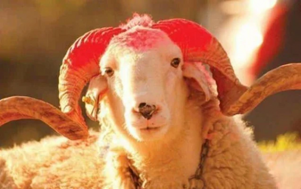 Qurban bayramında leysan olacaq