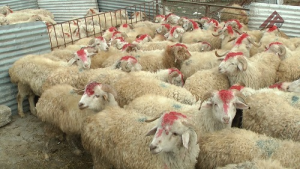 Qurbanlıq heyvanların satışı və kəsimi - Ünvanlar