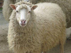 Qurban ətindən kabab etmək olarmı? - MARAQLI CAVAB