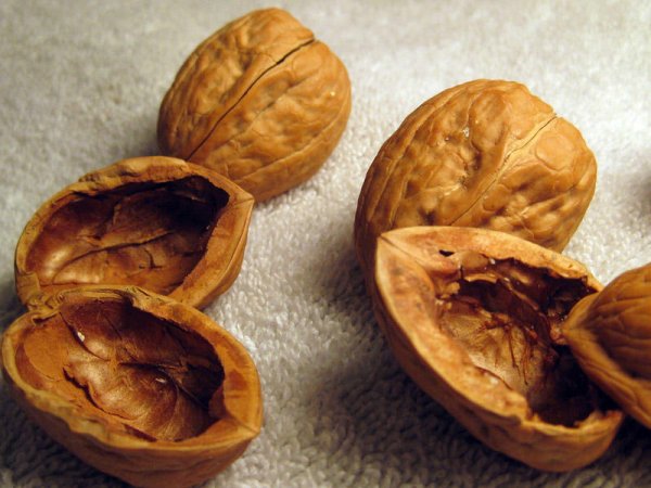 Qoz qabığını atmayın - FAYDALIDIR