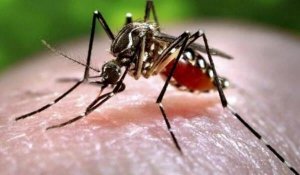Ölümcül tropik virus Avropanı təhdid edir