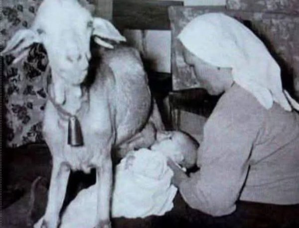 Keçi südünün MÖCÜZƏSİ