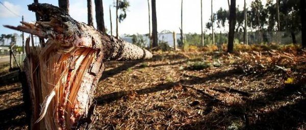 Bu ölkəni tropik qasırğa vurdu: 7 nəfər ölüb, itginlər var