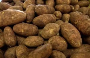 Bazarlarda satılan texniki kartoflar: Alıcılar necə ayıra bilər?