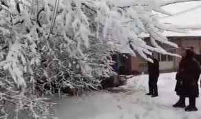 Güclü qar ağacı aşırdı, qadın altında qaldı - Video