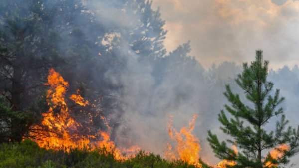 Naxçıvanda meşə yanğını törədən hərbçi 614 min cərimə cəzasına məhkum edilib