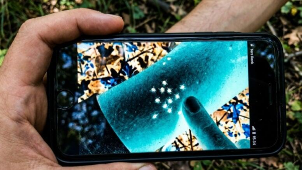 Gənələrə qarşı smartfon hiyləsi: Bu rejimi dərhal açın!