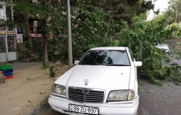 Təbiətin qəzəbi: Bakıda ağaclar tab gətirmədi