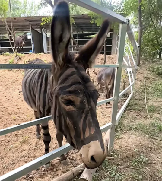 Zebra yoxsa uzunqulaq? Zoparkda böyük saxtakarlıq qalmaqalı