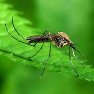 Berlində təhlükəli virus