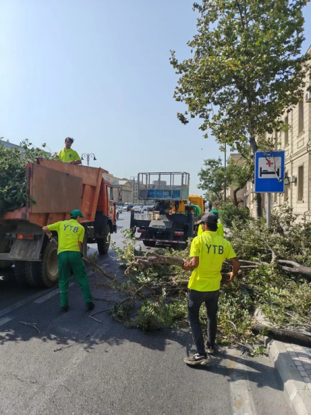 Bakıda güclü külək səbəbindən AĞACLAR AŞIB