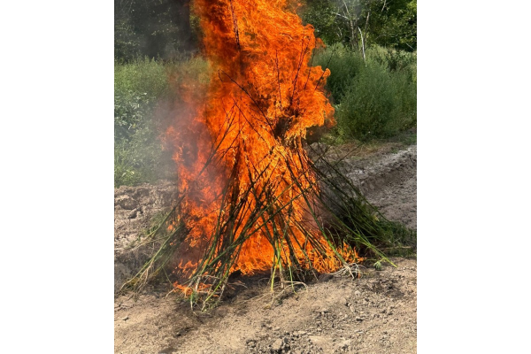 Laçında 1,2 ton çətənə kolu məhv edilib