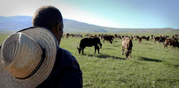 Çoban işlədiyi fermada ölü tapıldı